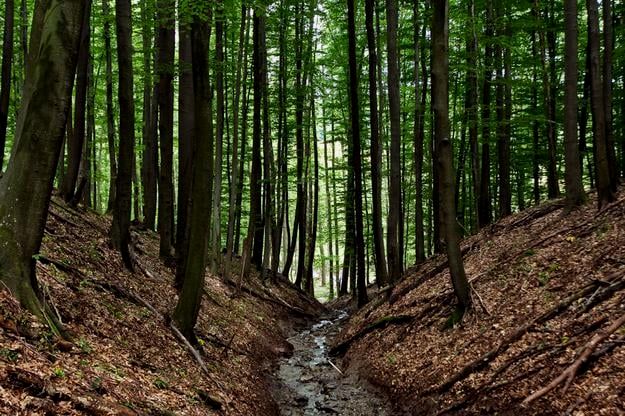 3 rzeczy do zrobienia w Bratysławie za darmo w ciągu najbliższych siedmiu dni