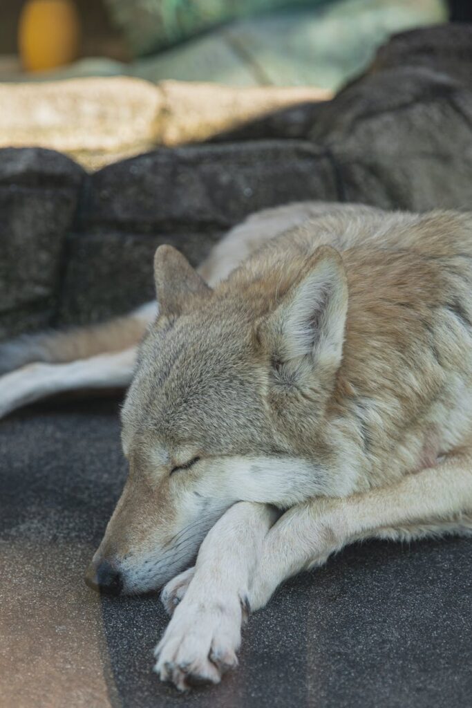 Ogrody zoologiczne świecą pustkami, na farmach panuje cisza, a wirus wstrząsnął narodem