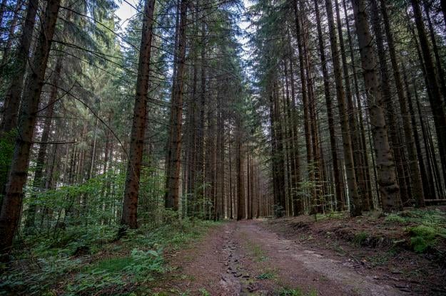 3 darmowe atrakcje w Bratysławie w ciągu najbliższych siedmiu dni