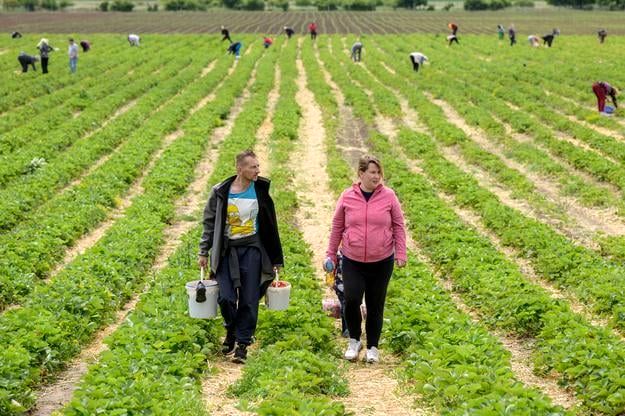 Przegląd wiadomości: Zaginięcie damy z renesansu, ministerstwo zbywa 'głupie pytania'