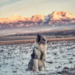 Autobus w końcu łączy polskie i słowackie Tatry