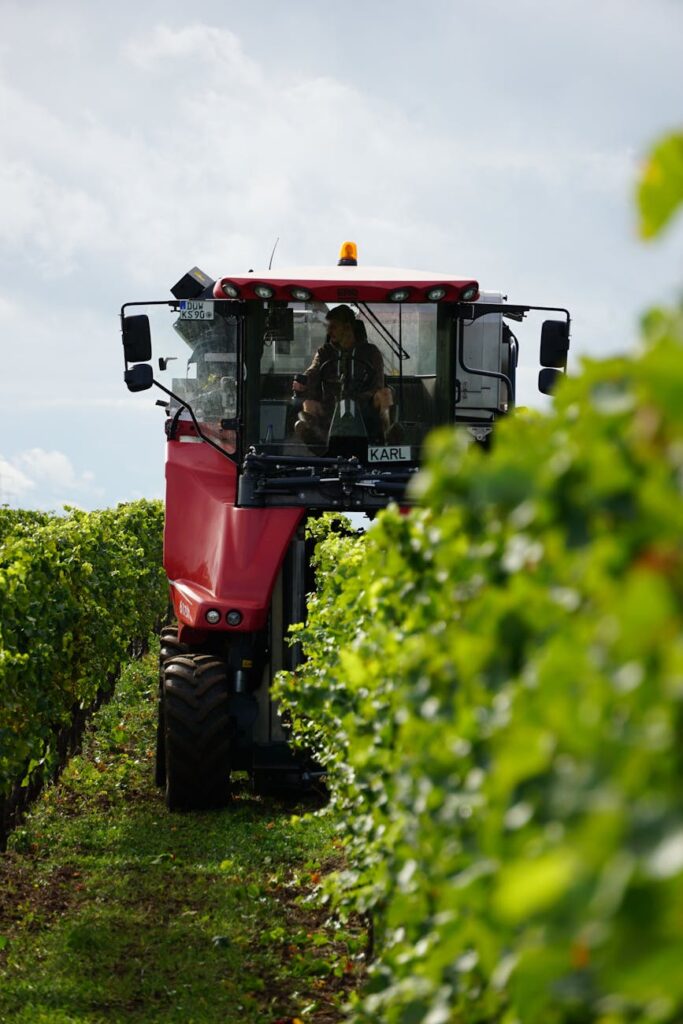 10 największych producentów wina na Słowacji: Kto dominuje w przemyśle wartym miliony euro