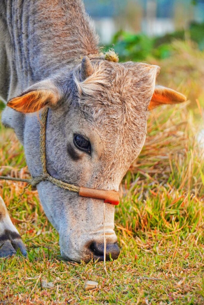 Przegląd wiadomości: Najlepsze umysły Słowacji kierują się na zachód w obliczu nadchodzących podwyżek podatków