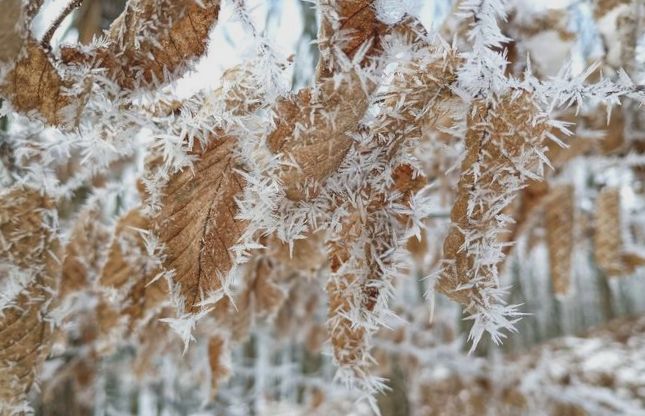 Spacer przez zaśnieżony las nad Bratysławą