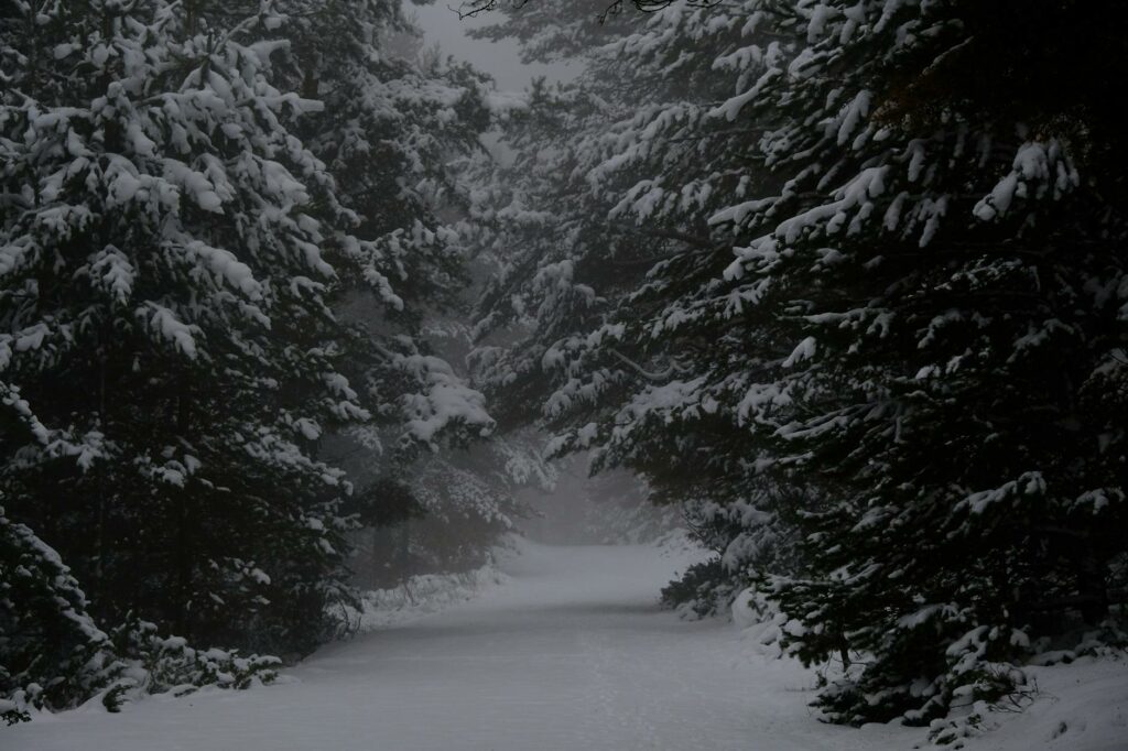 Spacer przez zaśnieżony las nad Bratysławą