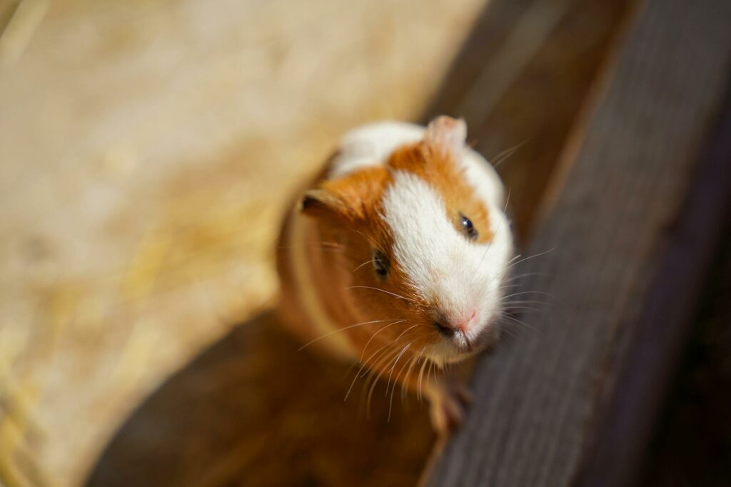 Fitch utrzymuje rating Słowacji na poziomie A– pomimo rosnącego deficytu i kontynuacji konsolidacji