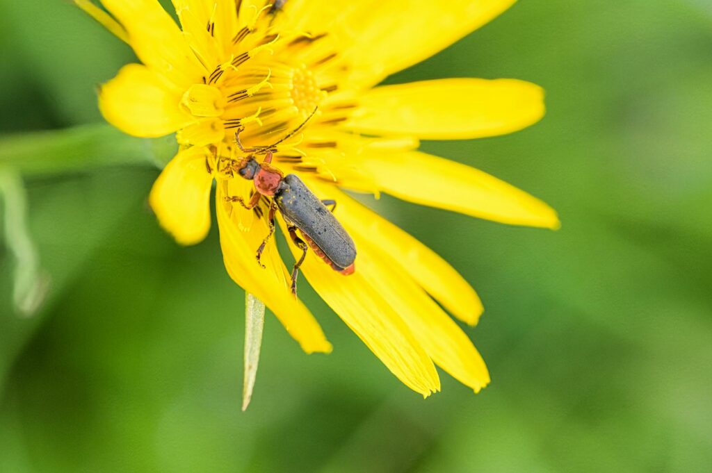 Małe reaktory modułowe otrzymują zielone światło na Słowacji