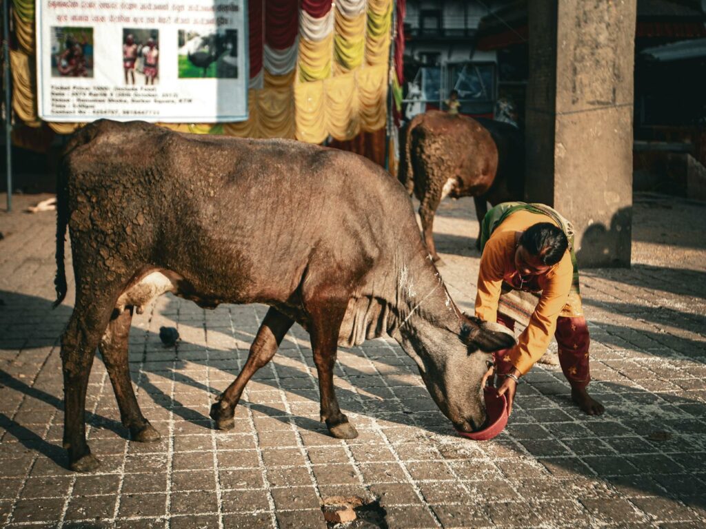 News digest: Fico’s sacred cow