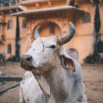 News digest: Fico’s sacred cow