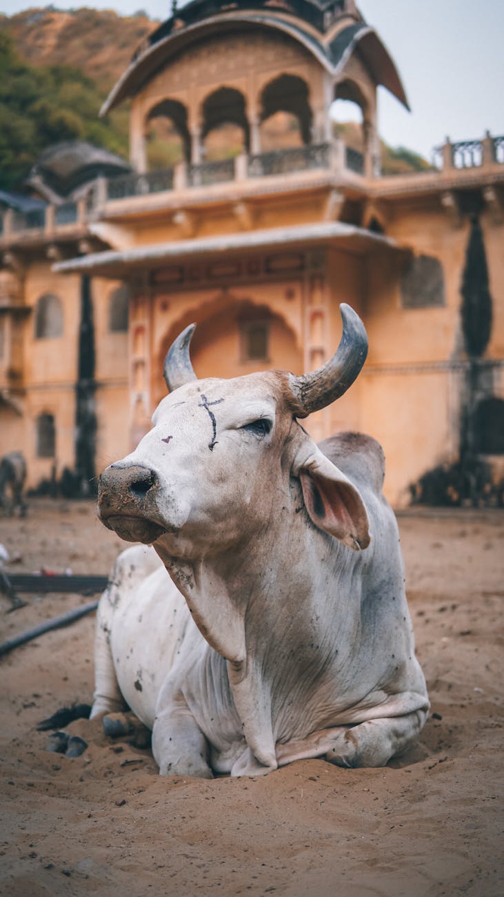 News digest: Fico’s sacred cow