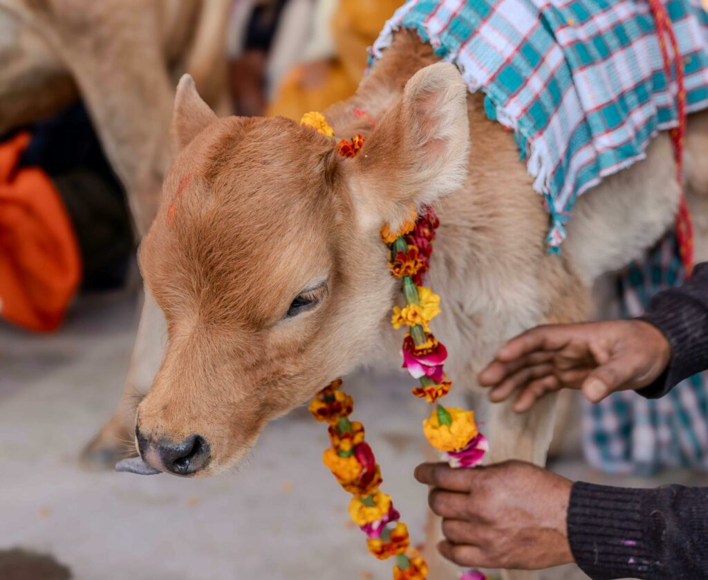 News digest: Fico’s sacred cow