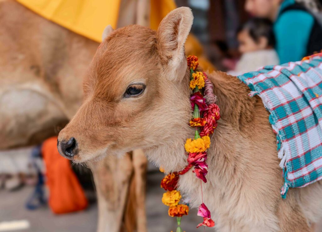 News digest: Fico’s sacred cow