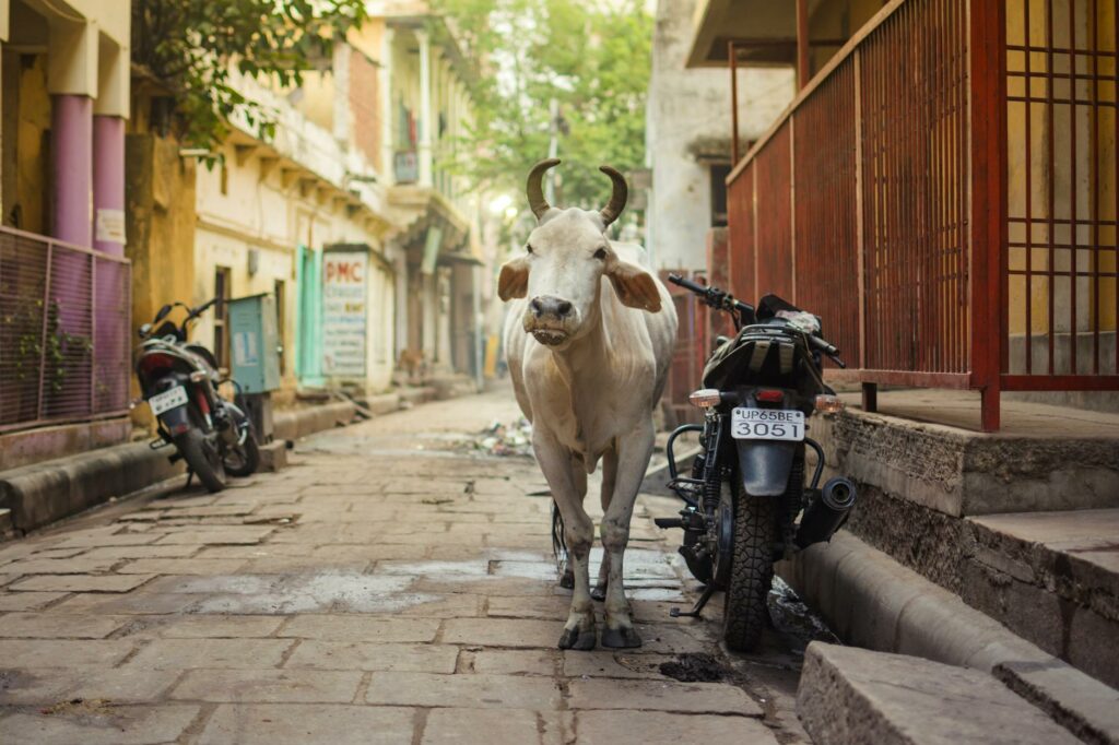 News digest: Fico’s sacred cow