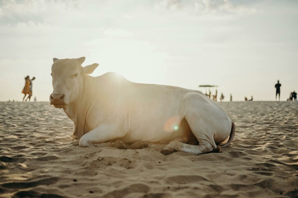 News digest: Fico’s sacred cow