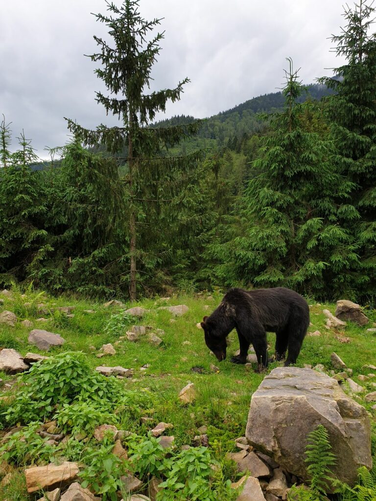 News digest: A 500-km journey on one of Slovakia's hottest days. A bear travels to Poland