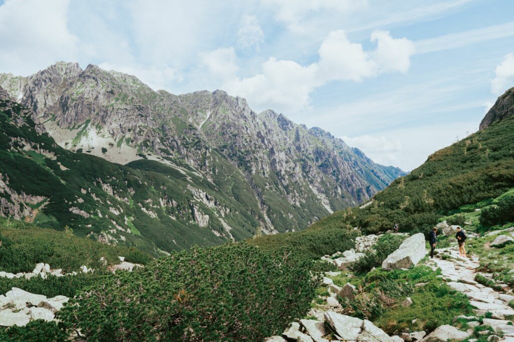 News digest: A 500-km journey on one of Slovakia's hottest days. A bear travels to Poland