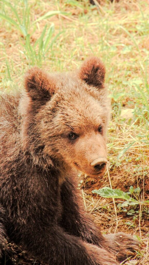 News digest: A 500-km journey on one of Slovakia's hottest days. A bear travels to Poland