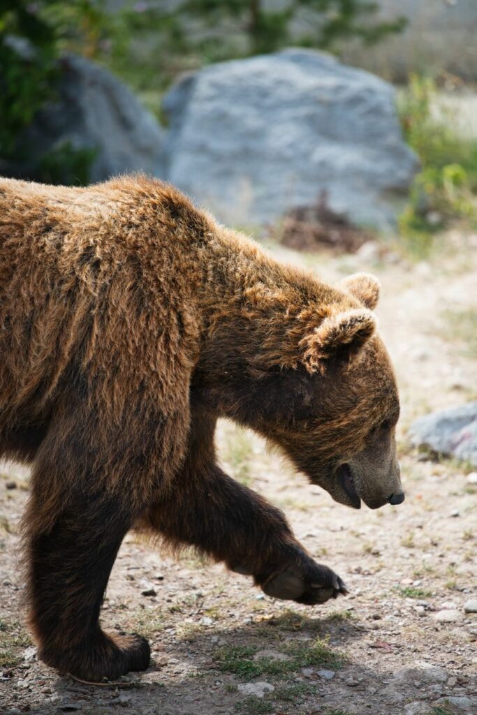 News digest: A 500-km journey on one of Slovakia's hottest days. A bear travels to Poland