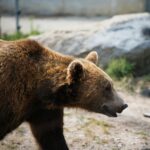 News digest: A 500-km journey on one of Slovakia's hottest days. A bear travels to Poland