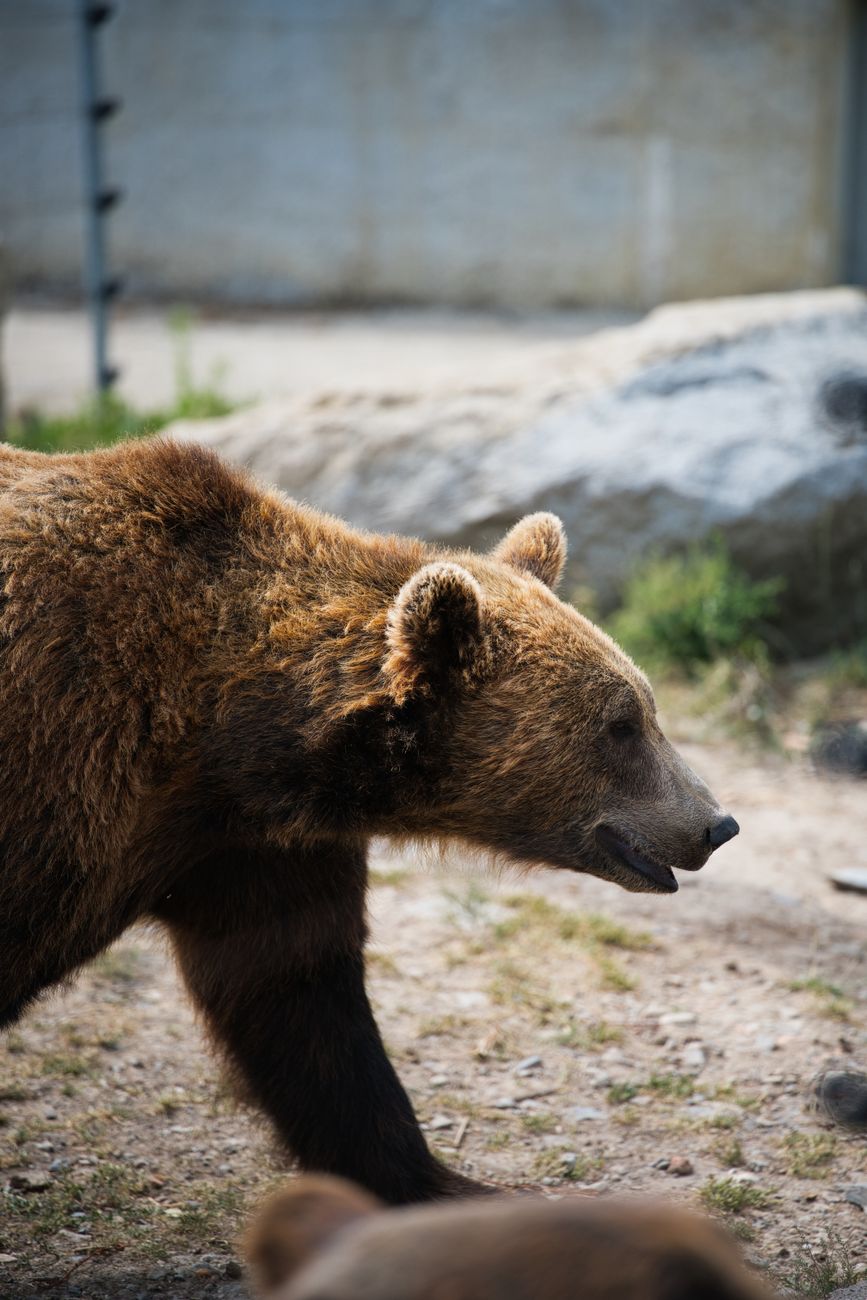 News digest: A 500-km journey on one of Slovakia's hottest days. A bear travels to Poland