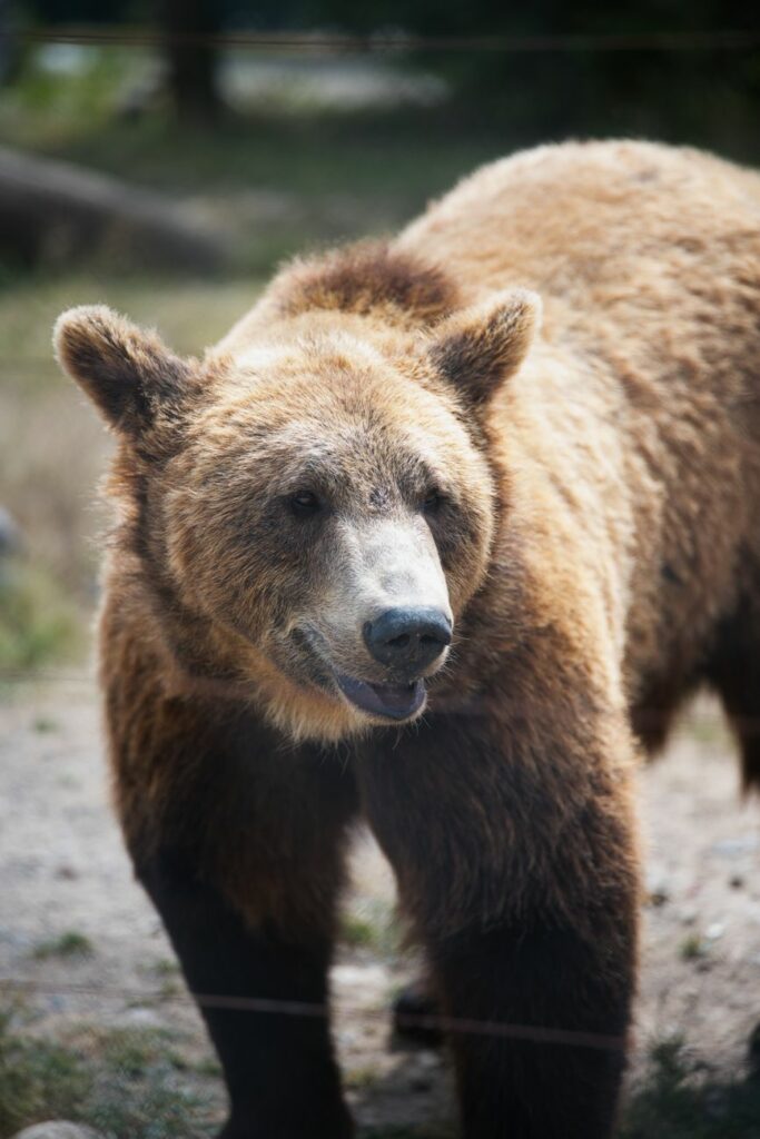 News digest: A 500-km journey on one of Slovakia's hottest days. A bear travels to Poland